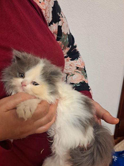 Gatinha persa linda branco e cinza