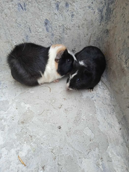 Świnki morskie  młode