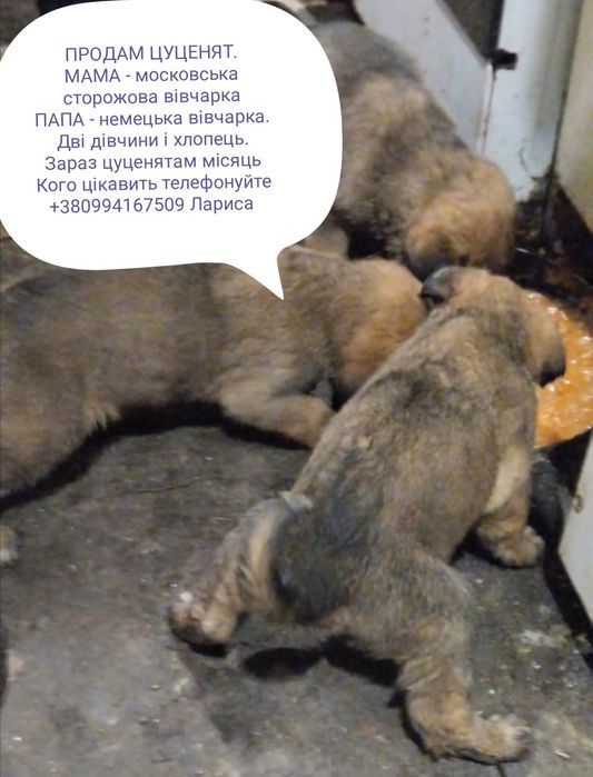 Московська сторожова + Німецька вівчарка