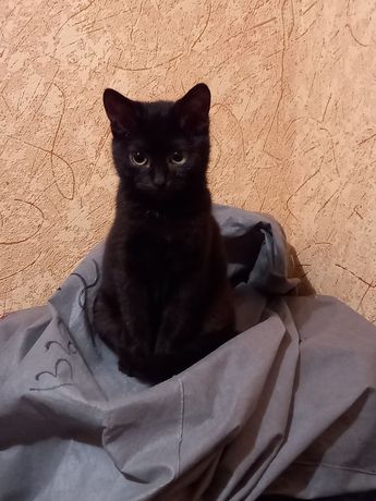 Чорний милий котик