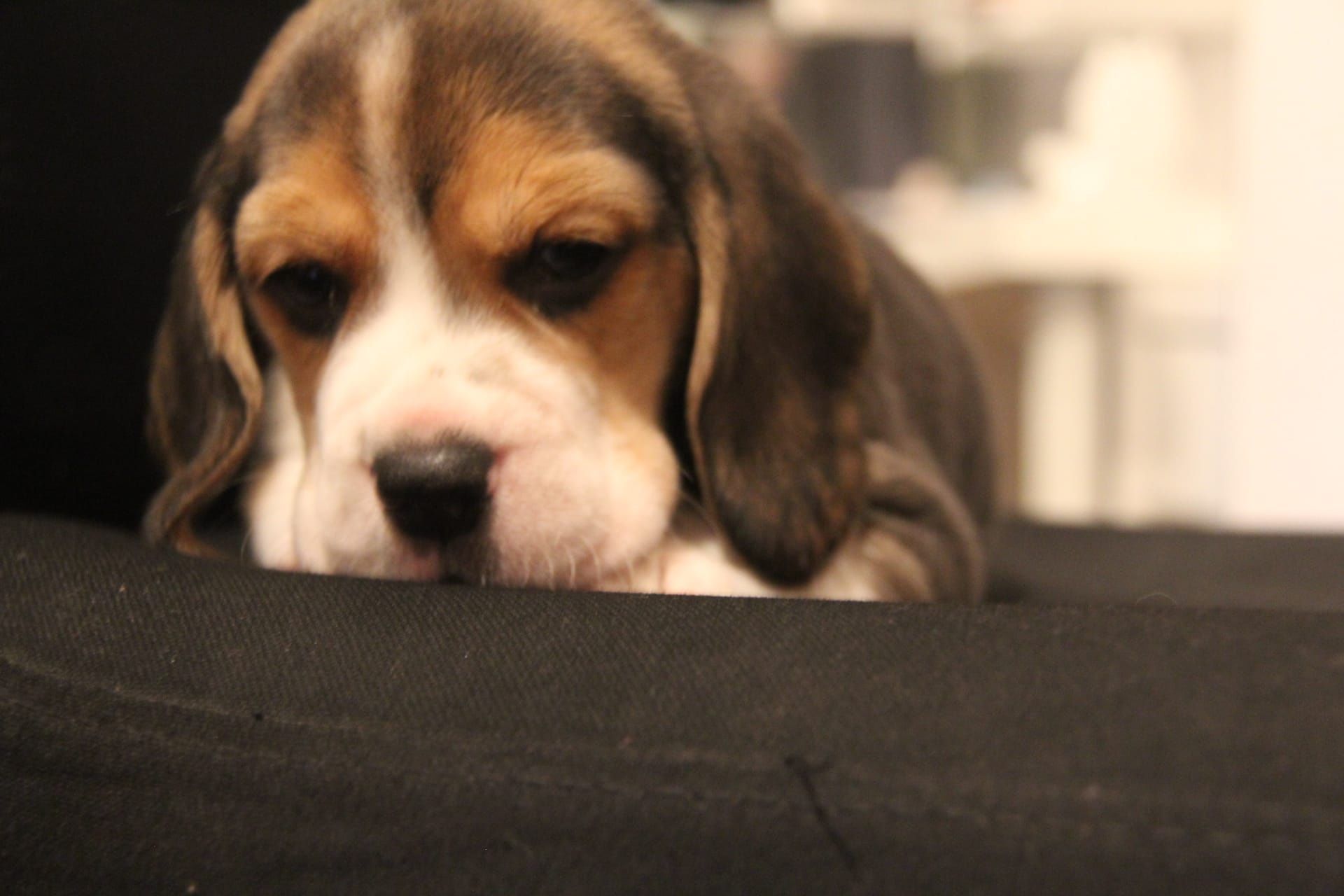 Cachorra Beagle com Lop