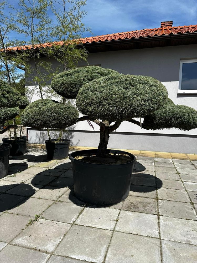 Bonsai-Niwaki formowane sosna cis jałowiec. Laurowiśnia jodła szmaragd