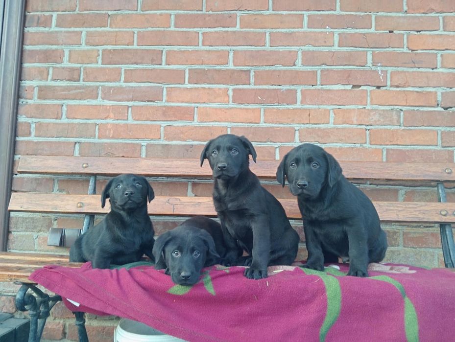 Szczeniaki Labrador Retriever