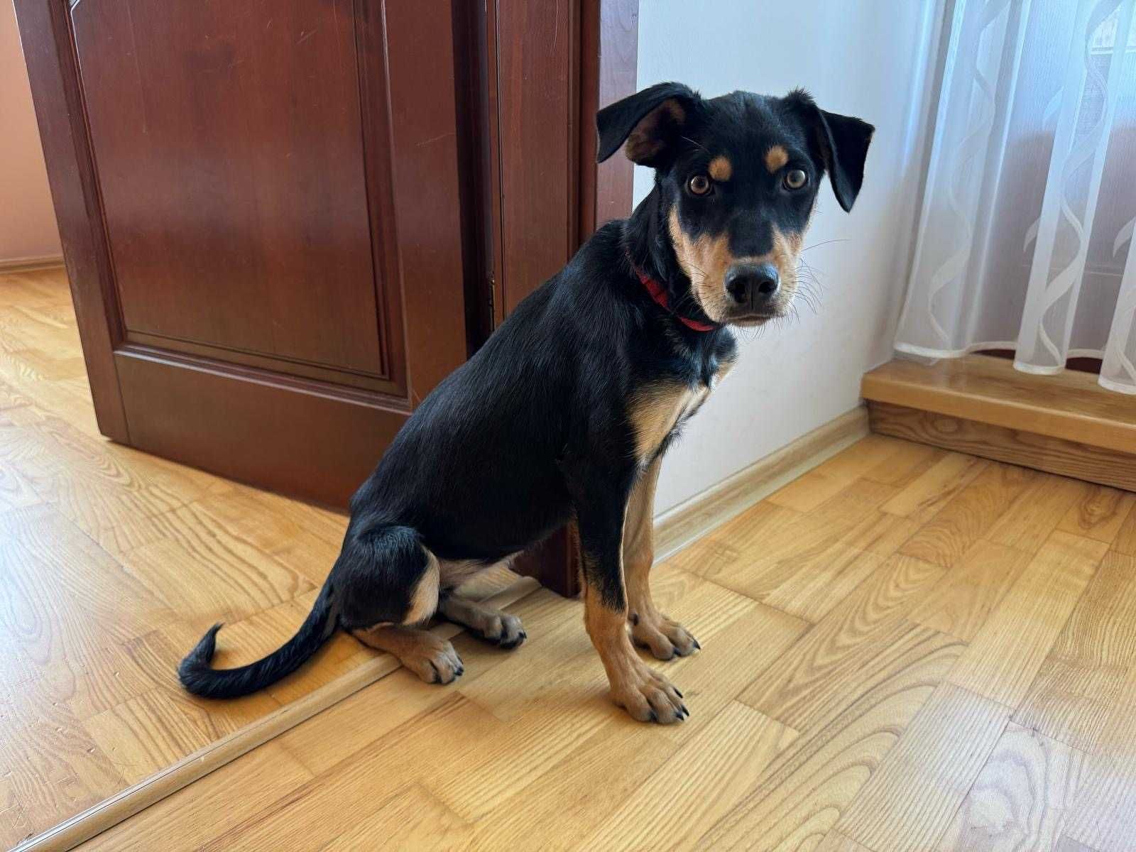 KATIA 10 mies. urocza sunia do adopcji