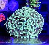 OGROMNA głowa Euphyllia Ancora Deep Green FLUOLAMPS WYSYLKI