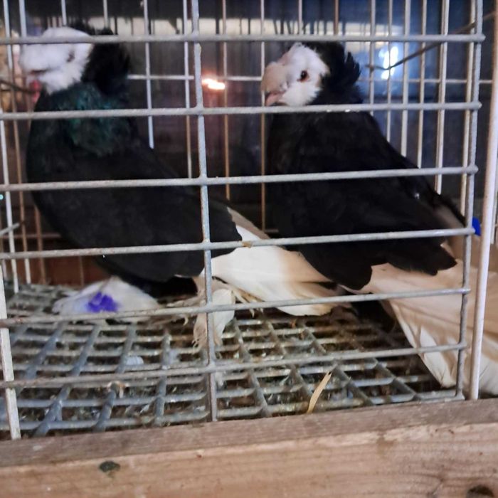 turkot brenburski, możliwy transport