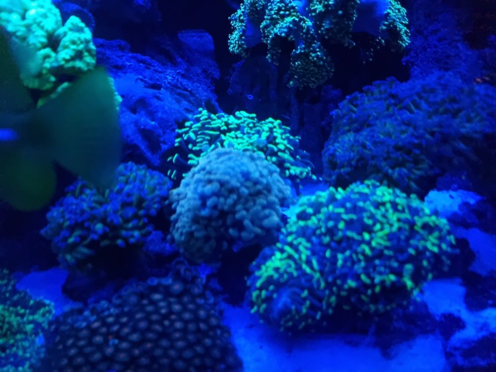 Koralowce. Sps, lps, inne