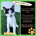 Gato bebé adoção