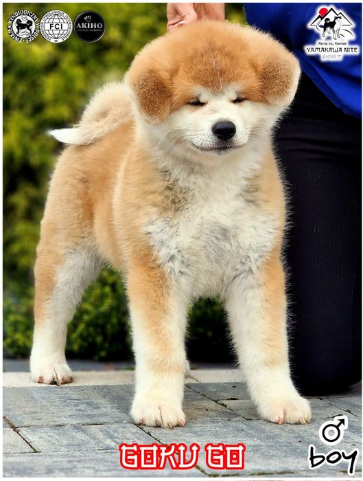 Akita Inu (japońska), ZKwP / FCI & AKIHO - czerwony piesek