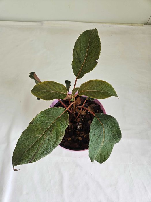 Hortensja bukietowa Hot Chocolate 35cm C2 – krzew ozdobny