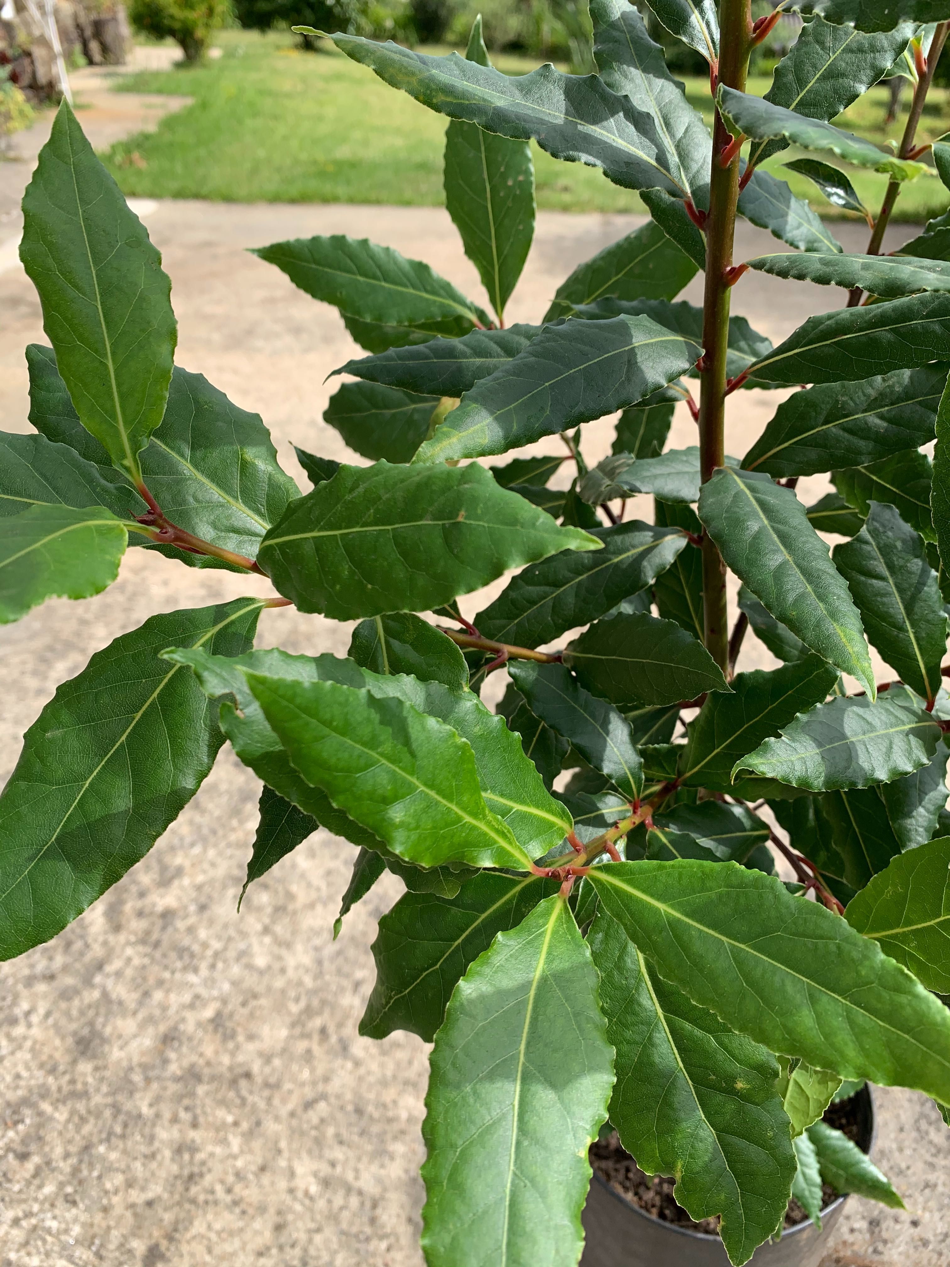 Loureiros - Laurus Nobilis