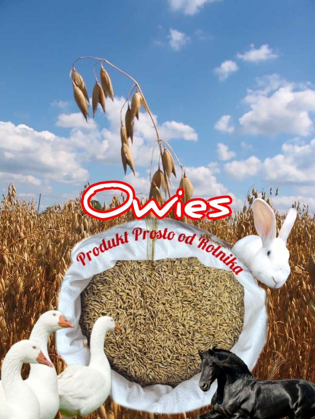 Owies pakowany 20kg worek wysyłka natychmiast Inpost
