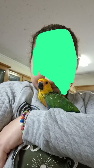 Casal aratinga jandaya