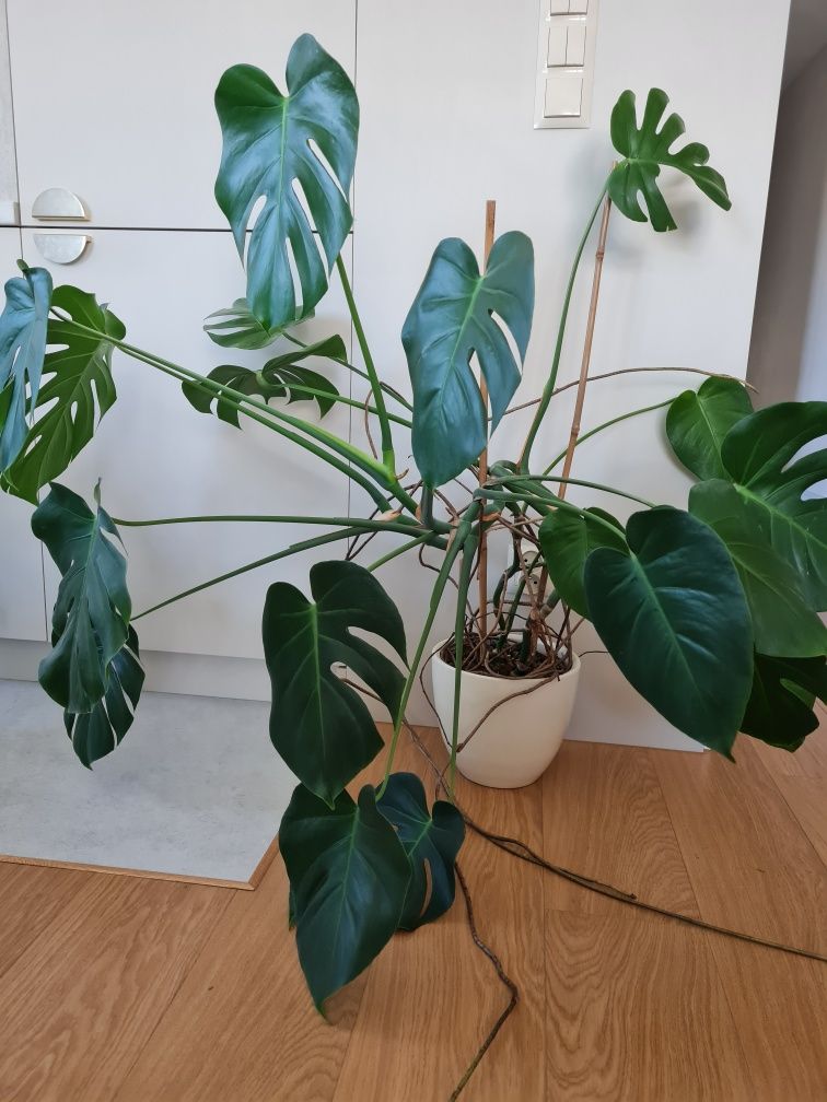 Monstera z donicą