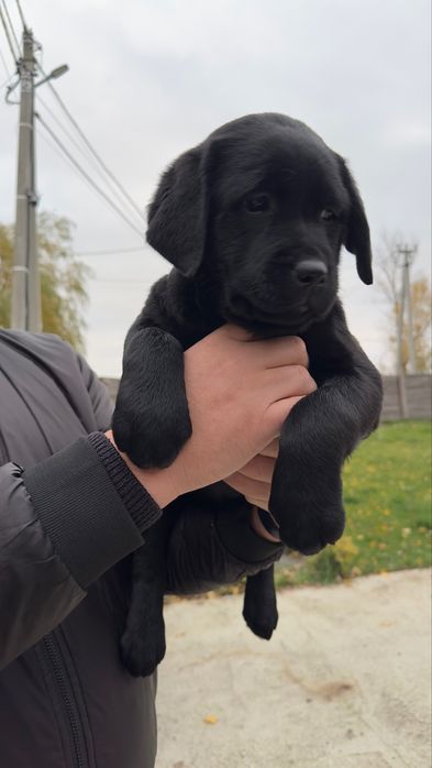 Продаж чистокровних малюків Лабрадор-ретрівер