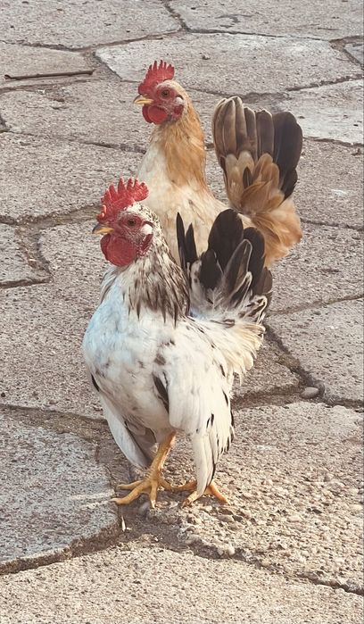 Serama. Sprzedam kurki i koguty cale stado