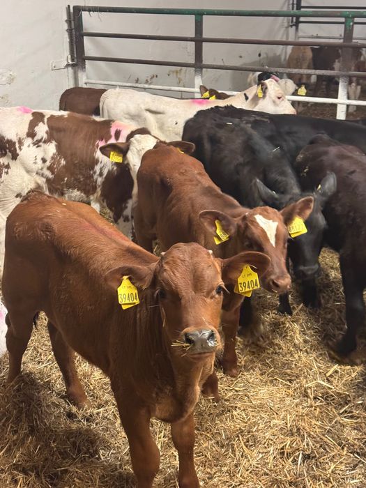 Sprzedam byki jałówki mięsne Giżycko dostawa cała Polska w cenie