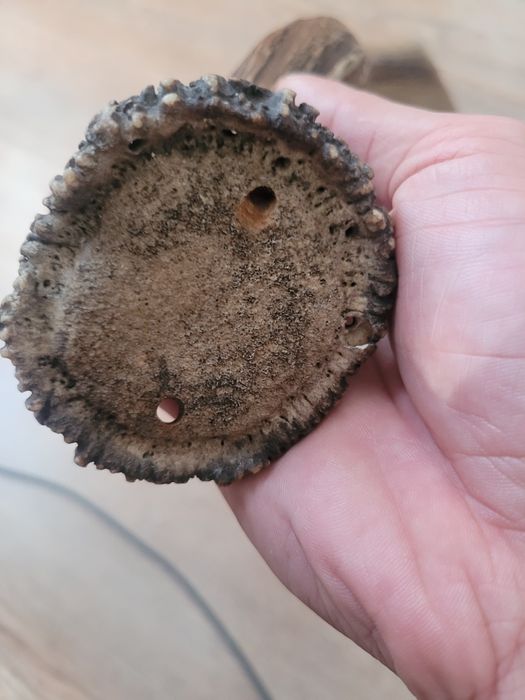 Poroże jelenia myłkus para