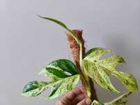 Epipremnum pinnatum marble variagata