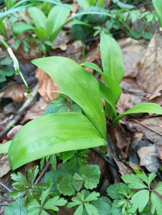 Черемша, ведмежий часник