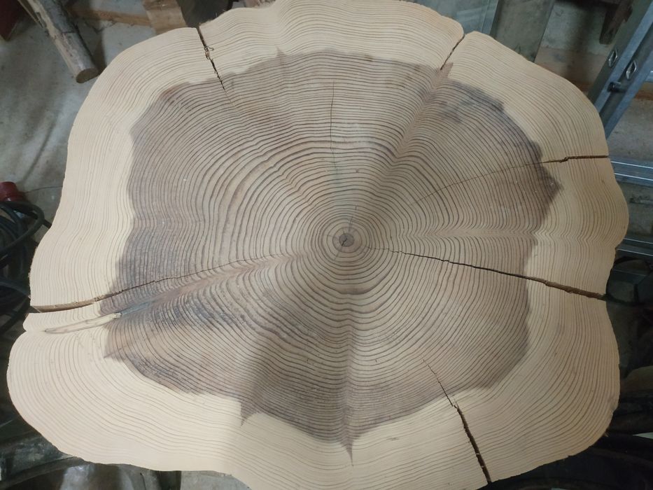 Plaster drewna sekwoja kalifornijska