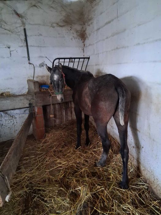 Vendo poldro descendente de pais lusitanus