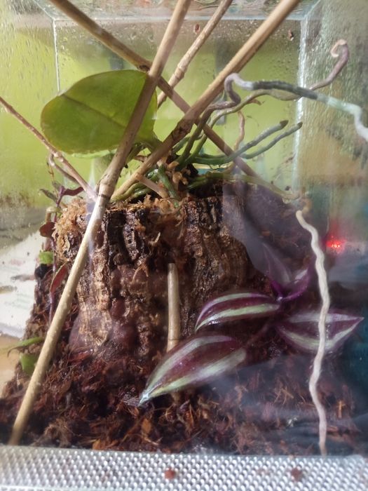 Terrarium na zamówienie