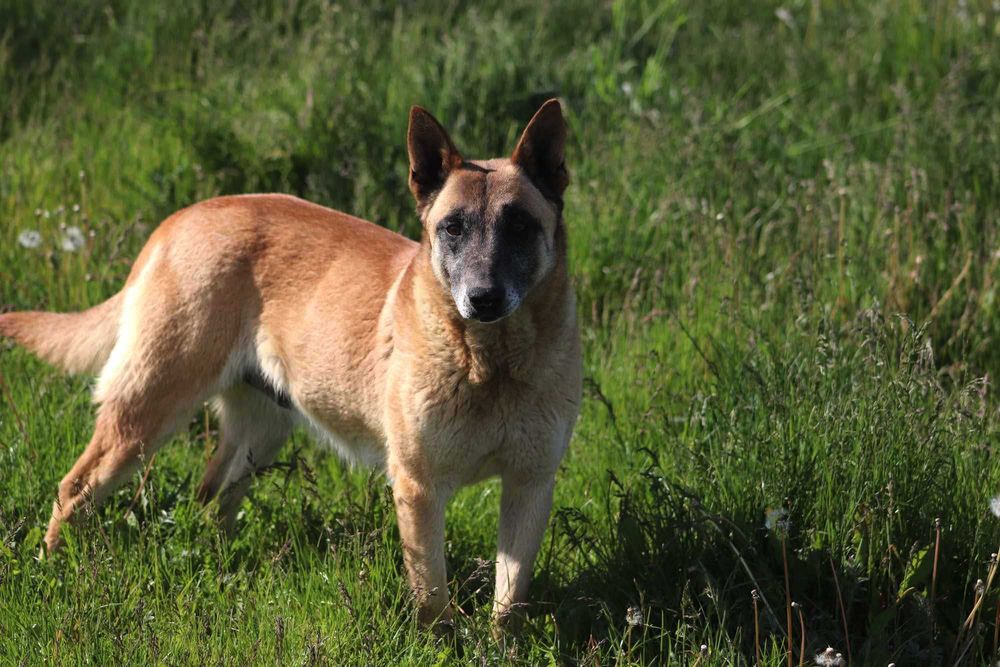 Pokochaj i adoptuj uroczą psią dame