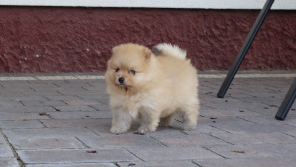 Szpic miniaturowy suczka z rodowodem