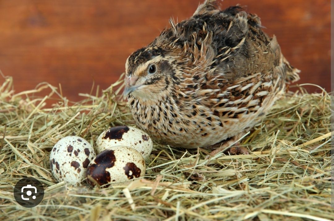 Перепілки ( перепела), яйця домашні