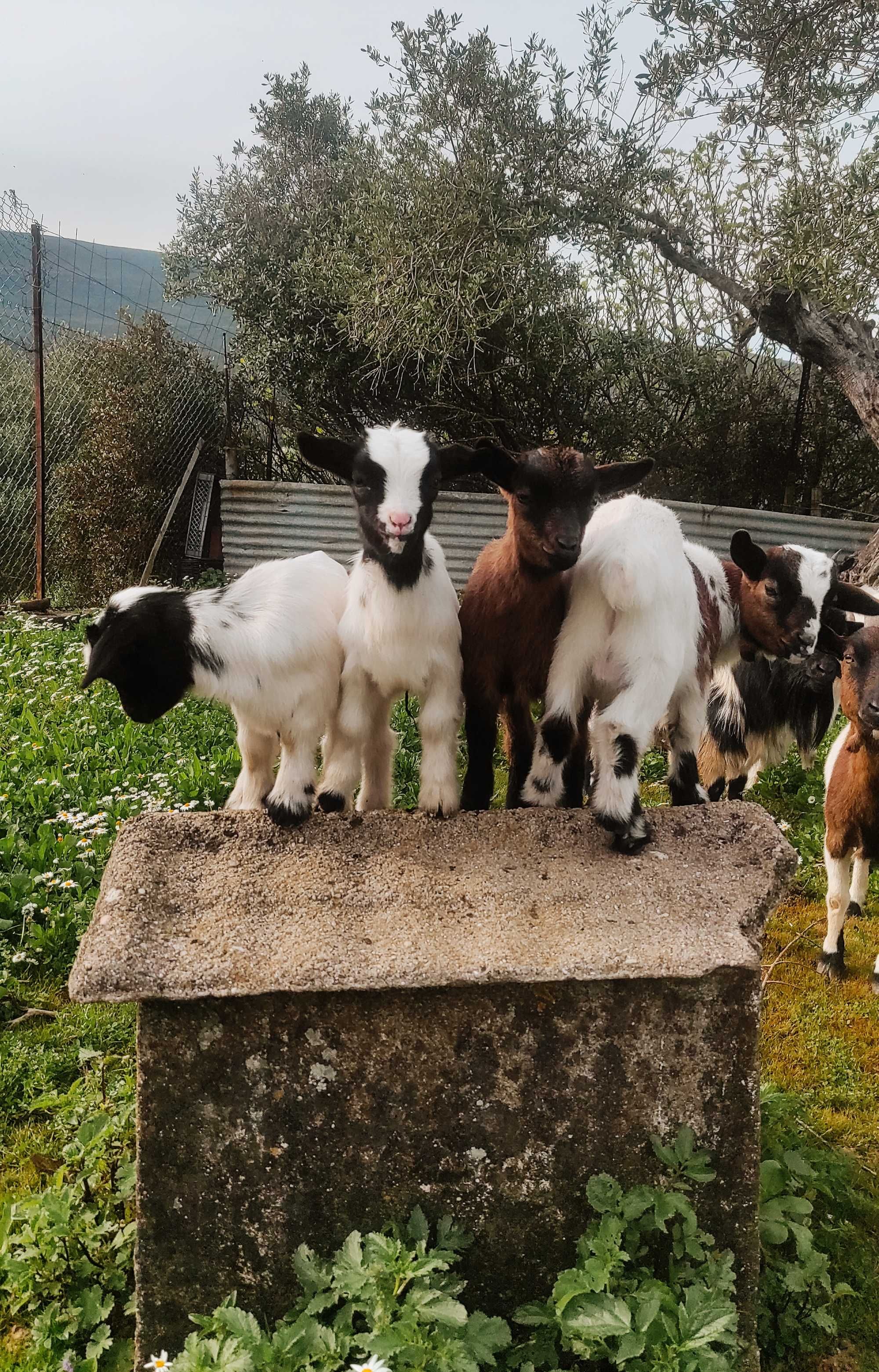 cabras anãs, com cerca de um mês de vida.