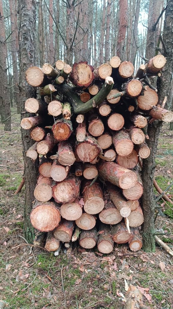 Drewno sosnowe opałowe sosna na opał