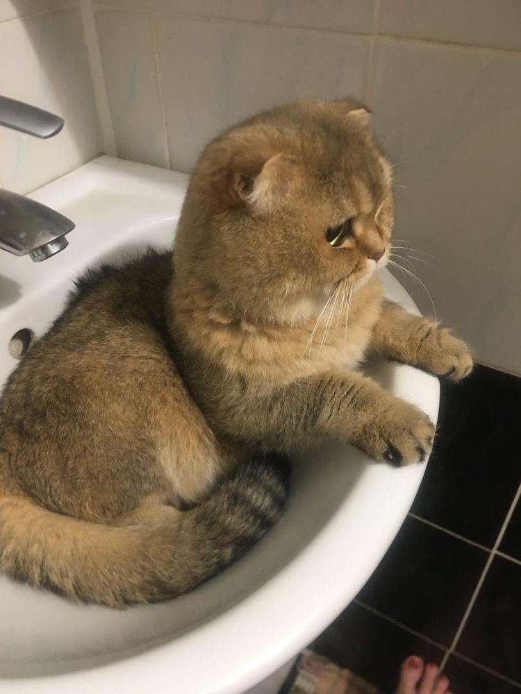 Вязка шотландського кота