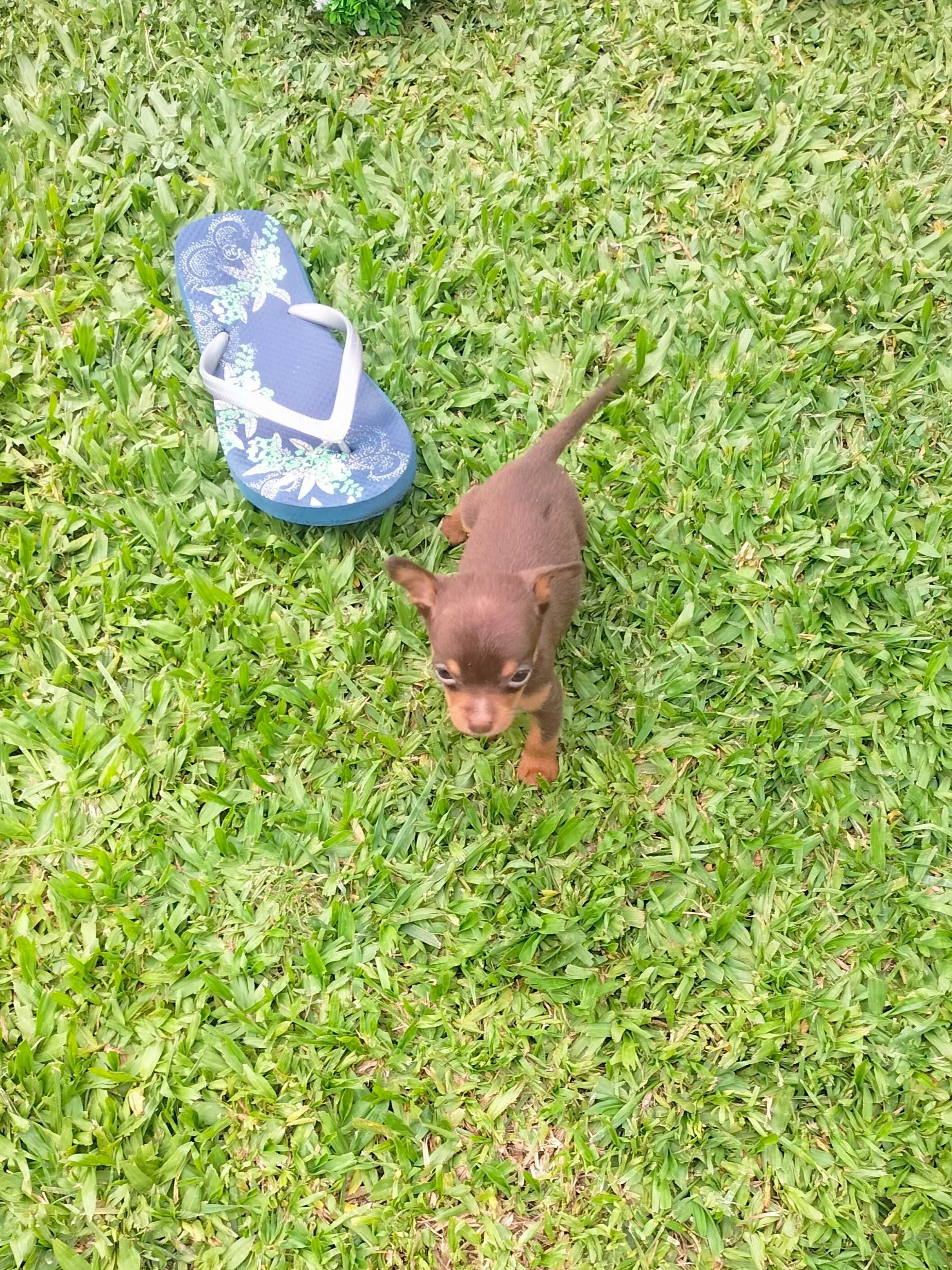 Pinscher chocolate super mini