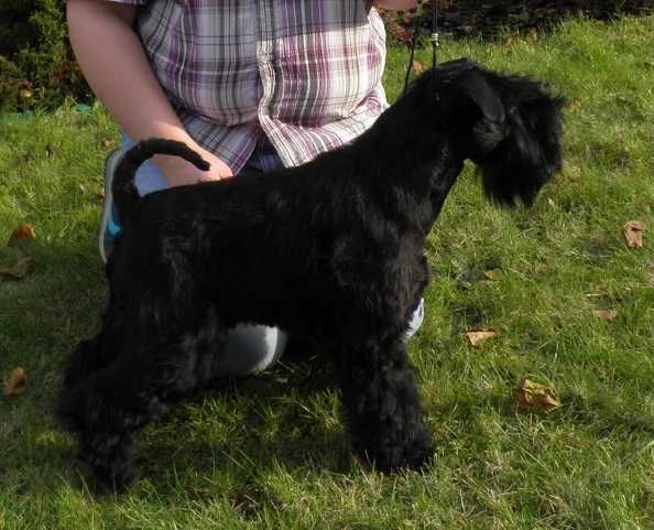 Sznaucer Miniaturowy Czarny- piesek z rodowodem ZKwP