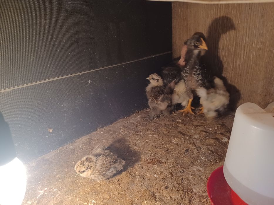 Aves capoeira pintos