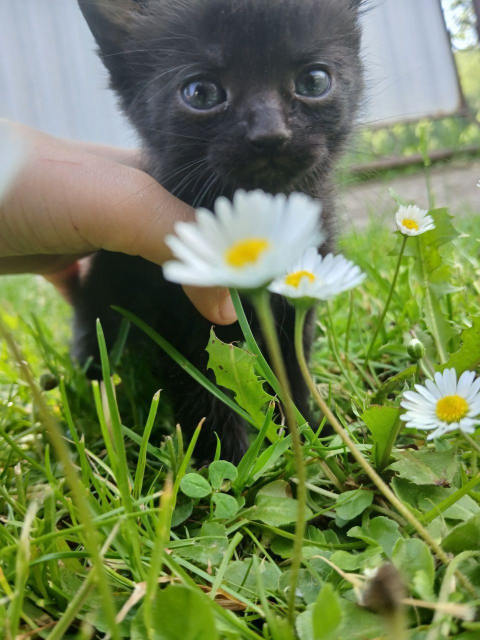 Відам котят у добрі руки