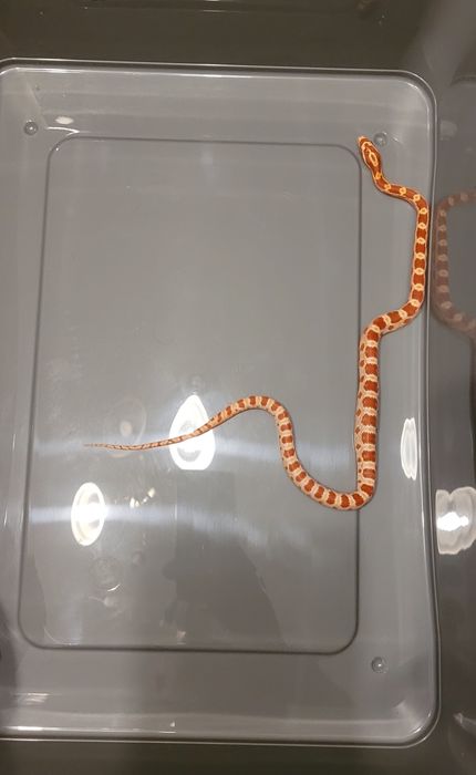 Wąż Zbożowy - Młode