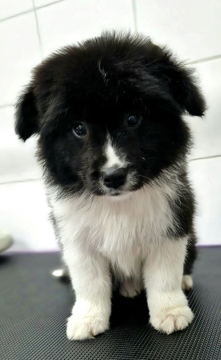 Piękny chłopiec BORDER COLLIE do odbioru z metryczką ZKwP.