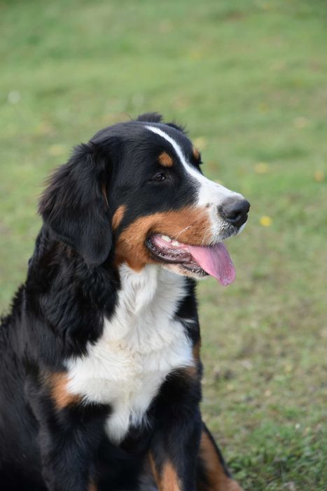 Бернський зенненхунд 7 місяців