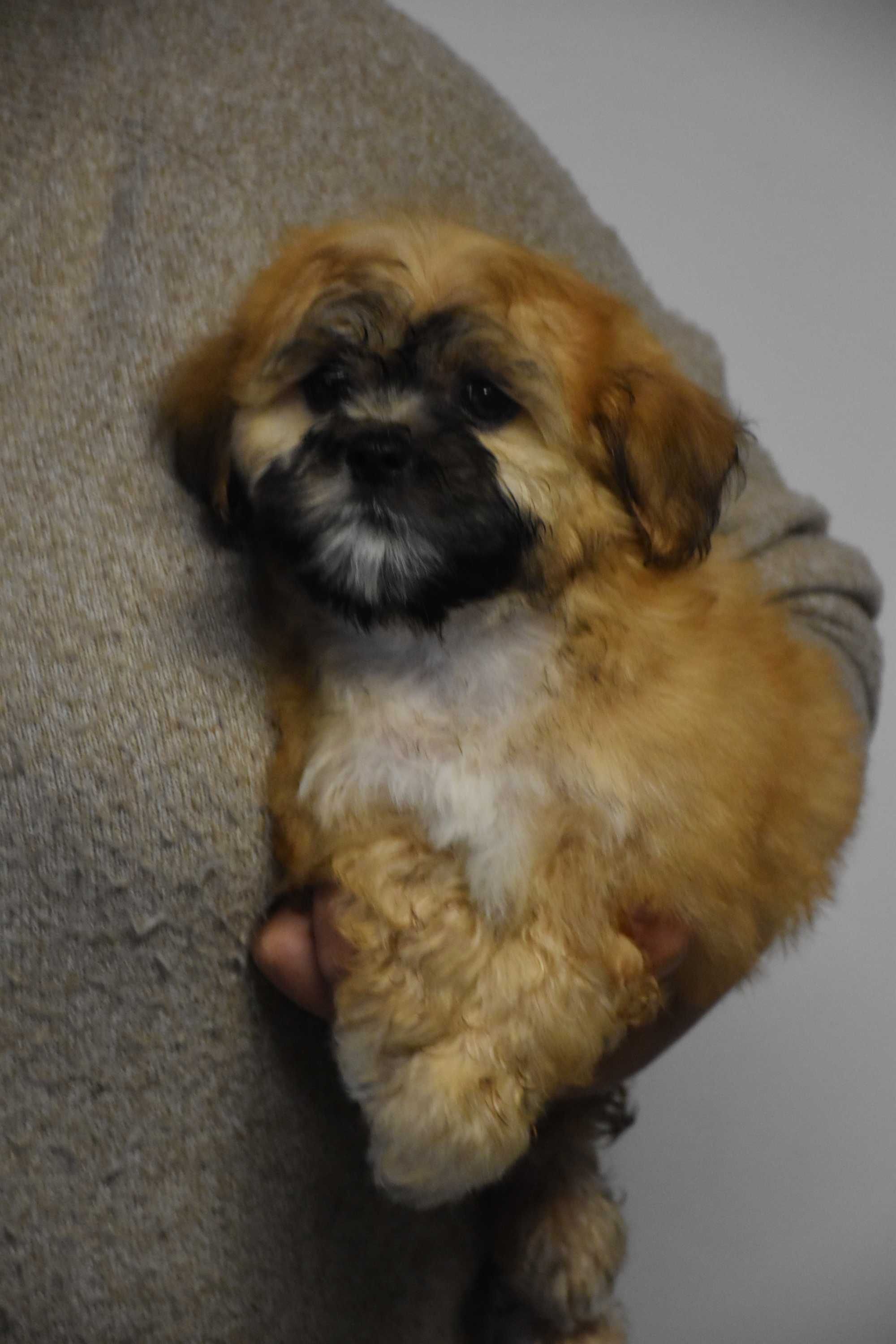 cavapoo pudel mix hybryda ras