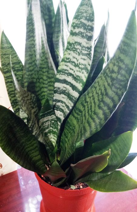 Сансевиерия Зейланика (Sansevieria Zeylaniсa)