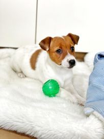 Jack Russell Terrier - śliczna sunia