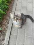 Котеня в хороші ручки