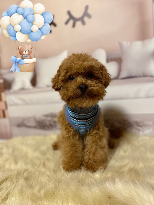 Красунчик мальтіпу! Міні хлопчик! Мальтипу