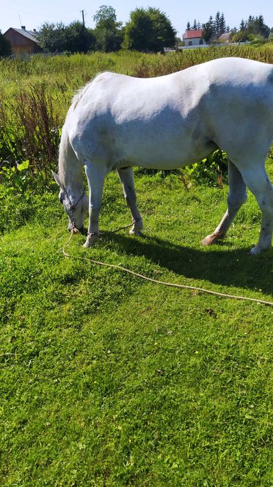 Кінь ( кобила) продам робочу кобилу