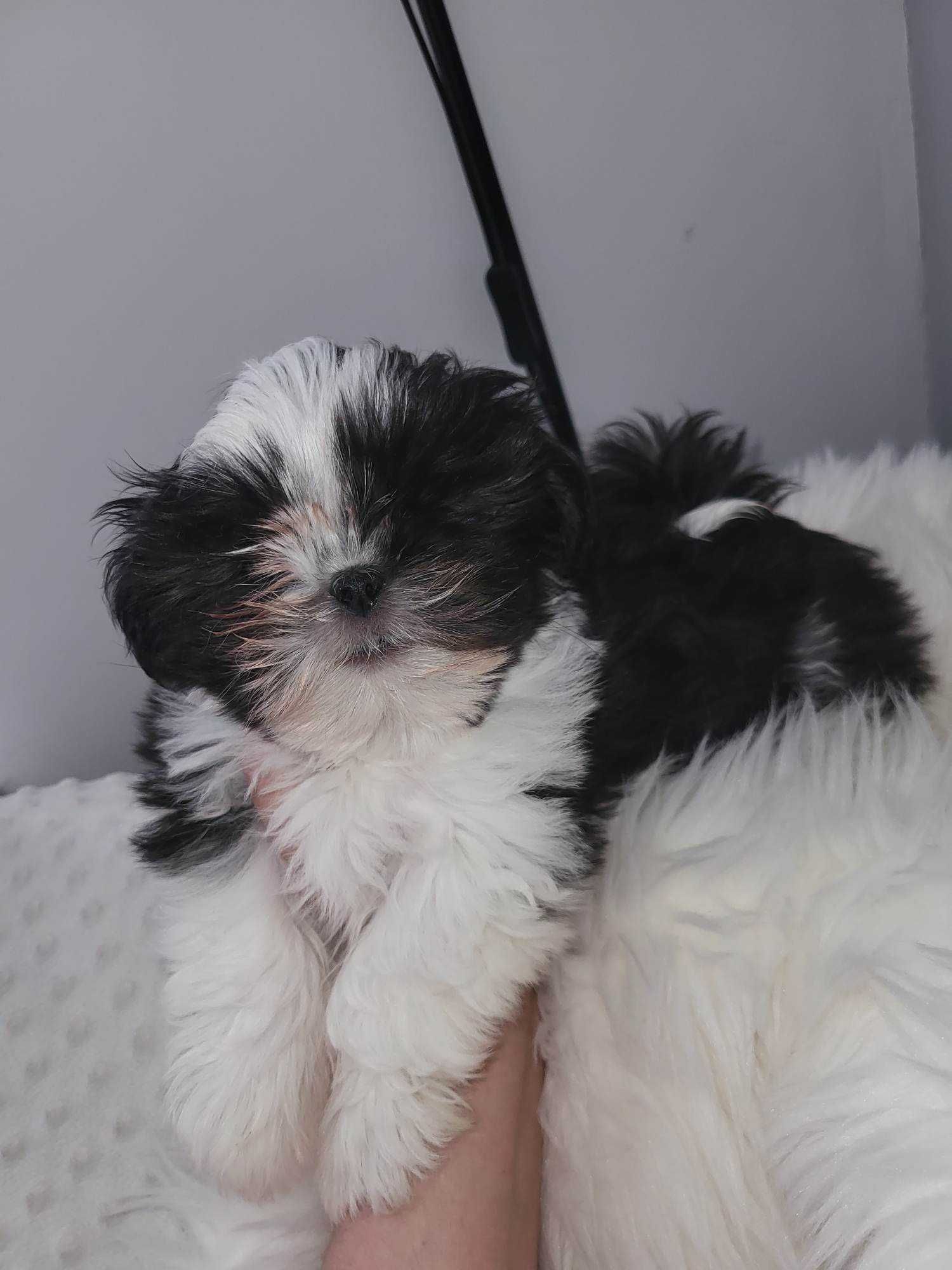 Shih-tzu biało cza4ny rezerwacja