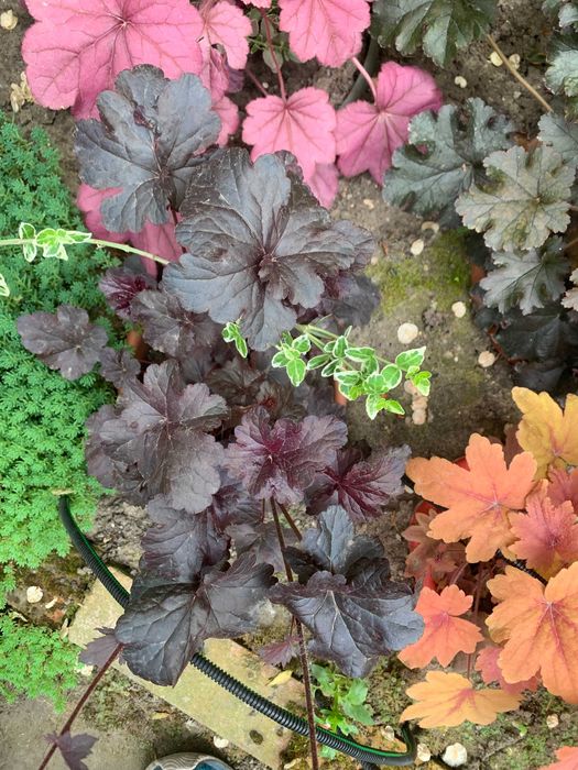 Гейхера багаторічна, Набор 3  різних сортів