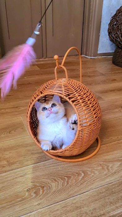 Рідкісне забарвлення ny12