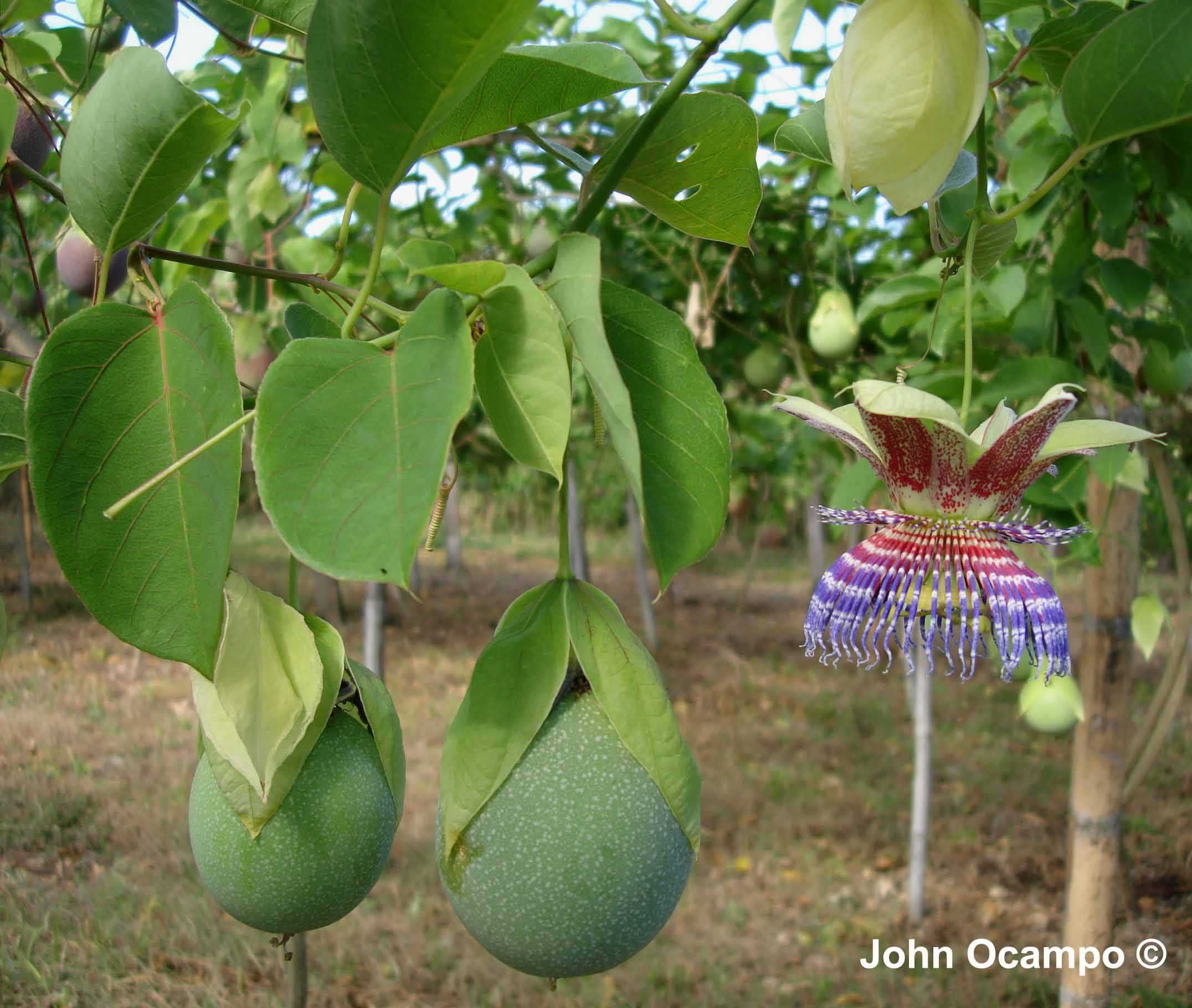 GRANADILLA Passiflora słodka +GRATISY
